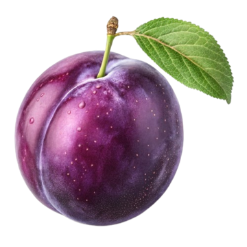 Слива